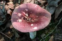 Russula mariae image