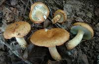 Russula compacta image