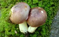 Russula vinacea image