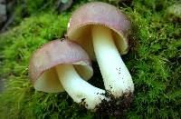 Russula vinacea image