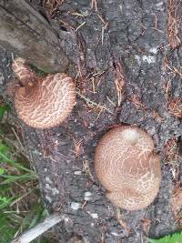 Tapinella atrotomentosa image