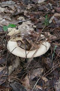 Lactifluus allardii image