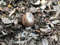 Amanita porphyria image