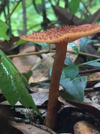 Tricholomopsis formosa image