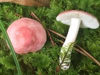 Russula rosea image