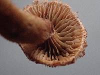 Phaeomarasmius erinaceus image