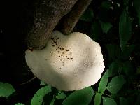 Pleurotus dryinus image