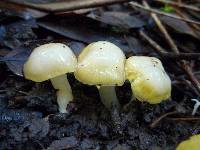 Hygrocybe flavifolia image