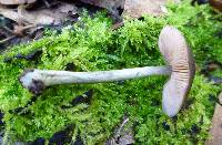 Pluteus americanus image