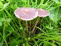 Psathyrella bipellis image