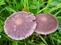 Psathyrella bipellis image