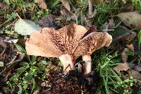 Clitocybe brunneocephala image