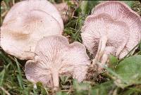 Clitocybe tarda image