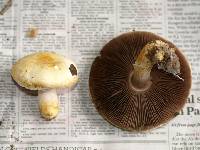 Agaricus arvensis image