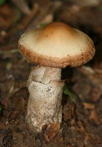 Amanita whetstoneae image