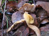 Cystoderma amianthinum image