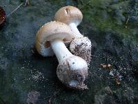 Amanita crenulata image