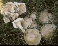 Clitocybe rivulosa image