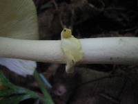 Amanita elongata image