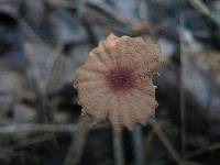 Marasmius siccus image