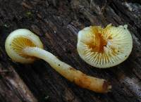 Pholiota alnicola image