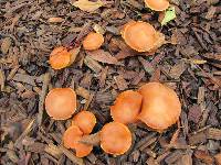 Gymnopilus sapineus image