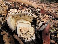 Agaricus lilaceps image