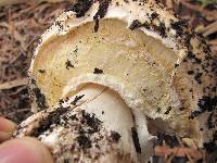 Agaricus lilaceps image