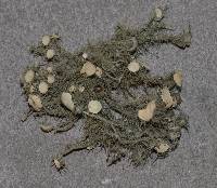 Usnea strigosa image