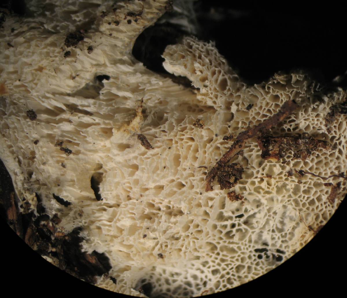 Trechispora hymenocystis image