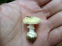 Amanita crenulata image