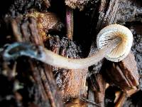 Mycena amicta image