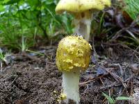 Amanita flavorubens image