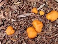 Gymnopilus sapineus image