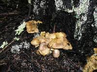 Tricholomopsis rutilans image