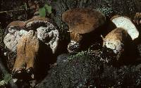 Hypomyces melanocarpus image