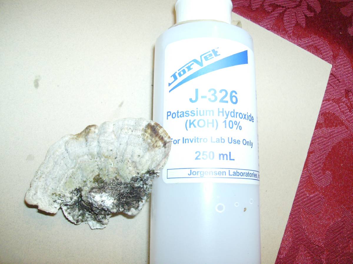 Daedaleopsis septentrionalis image