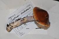 Cortinarius vanduzerensis image