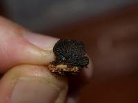 Hohenbuehelia nigra image