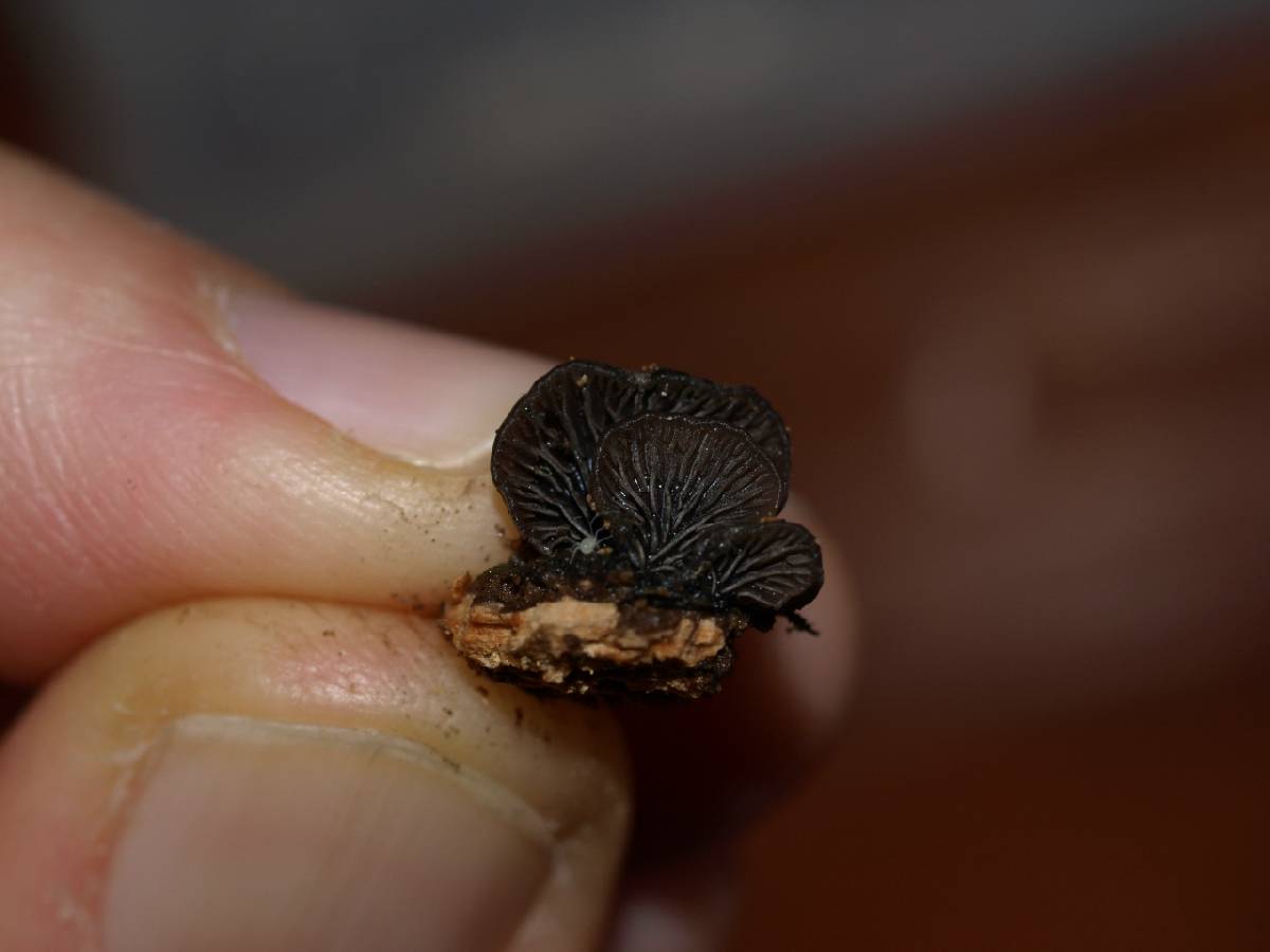 Hohenbuehelia nigra image