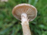 Pholiota terrestris image