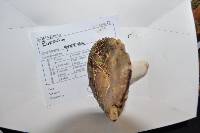 Russula grisea image