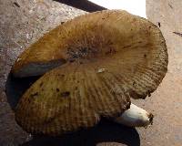 Russula illota image