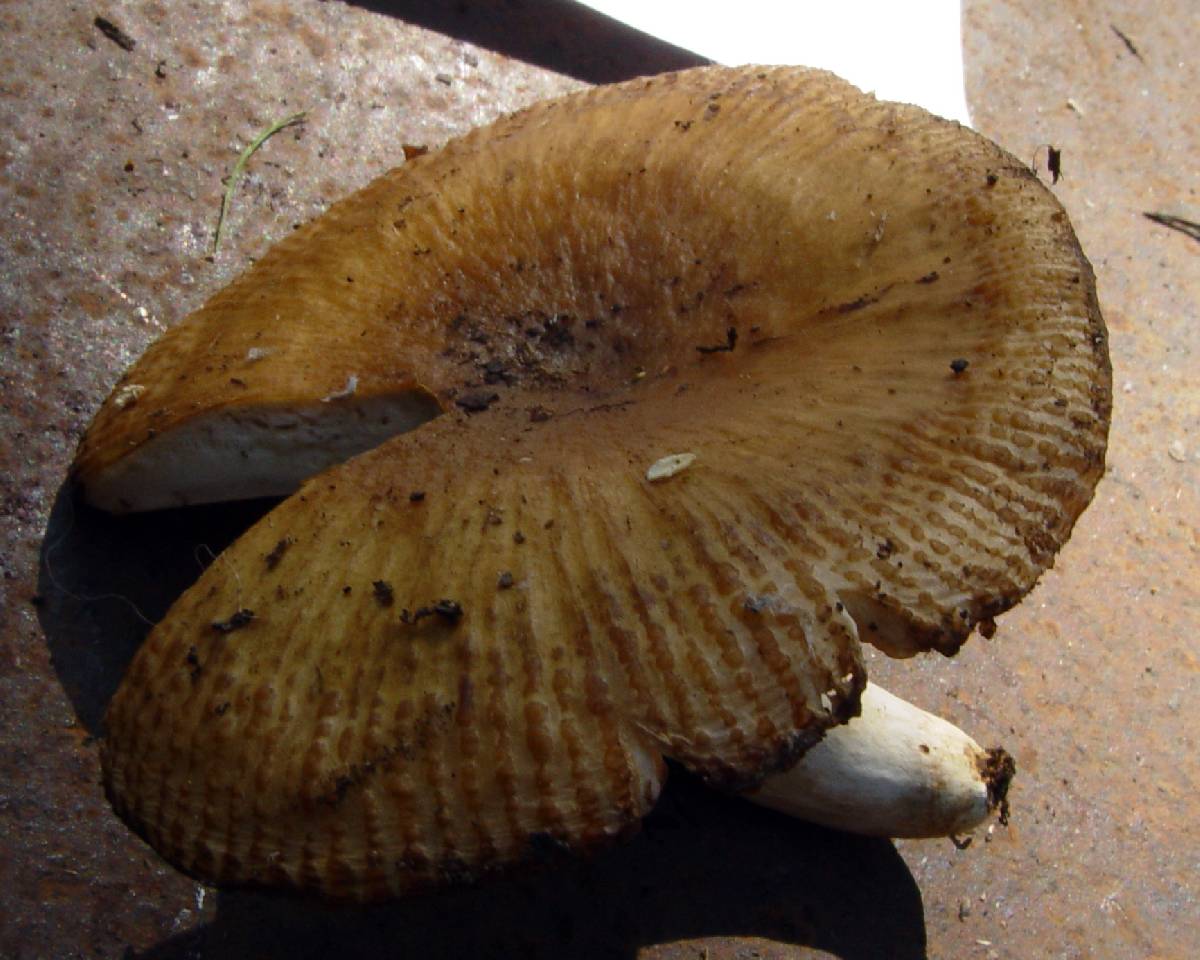 Russula illota image