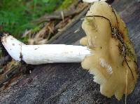 Russula foetens image