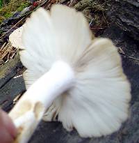 Russula foetens image