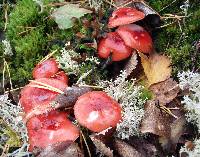 Russula emetica image