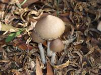 Psathyrella longipes image