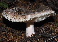 Russula griseoviridis image