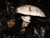 Agaricus moelleri image